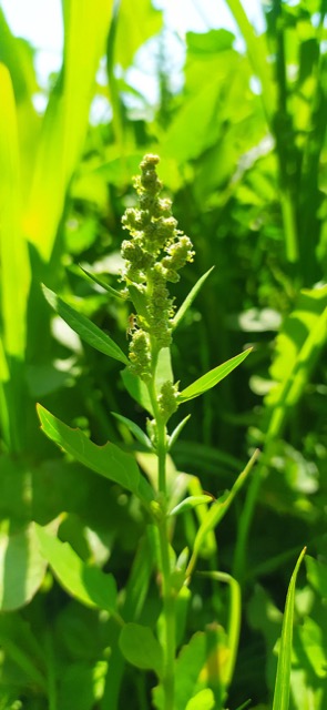 Bathua leaves growing