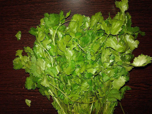 Fresh coriander leaves