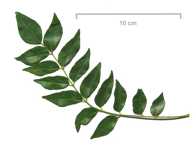 Curry leaves on a branch