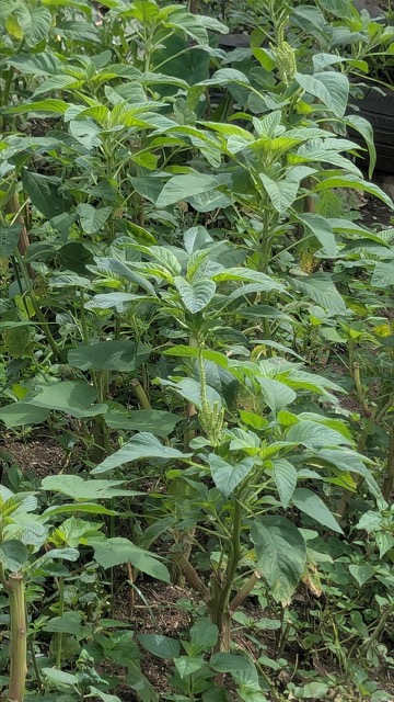 Amaranth leaves and stems
