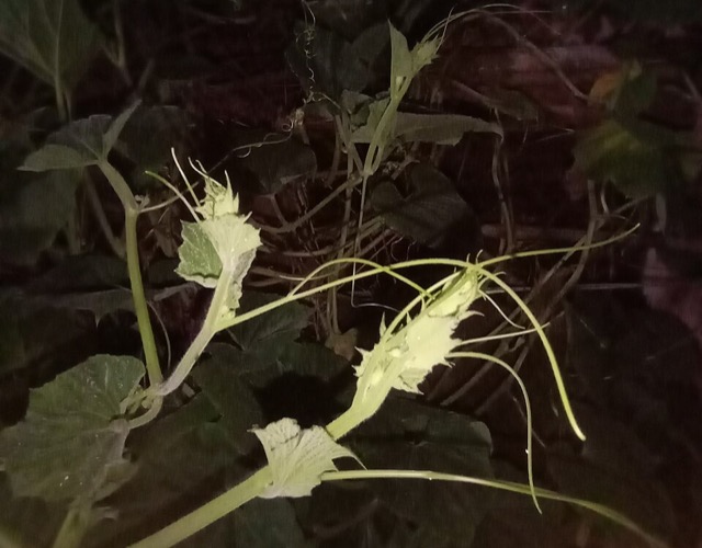 Bottle gourd leaves