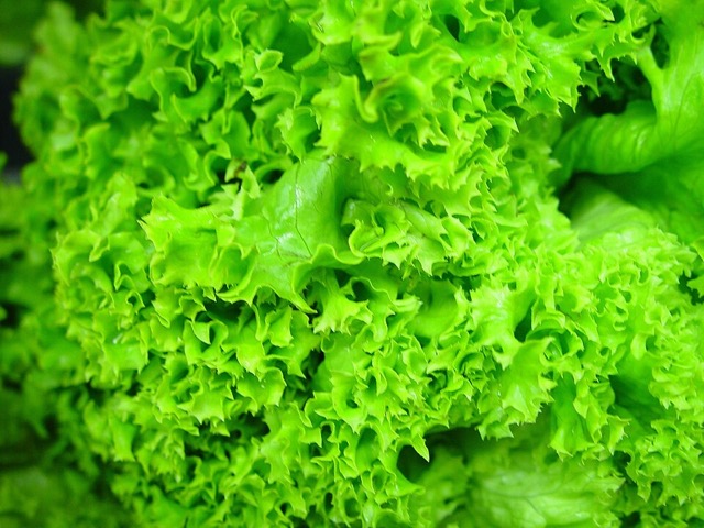 Green lettuce leaves