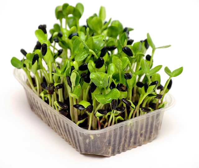 Fresh microgreens