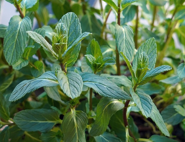 Fresh mint leaves