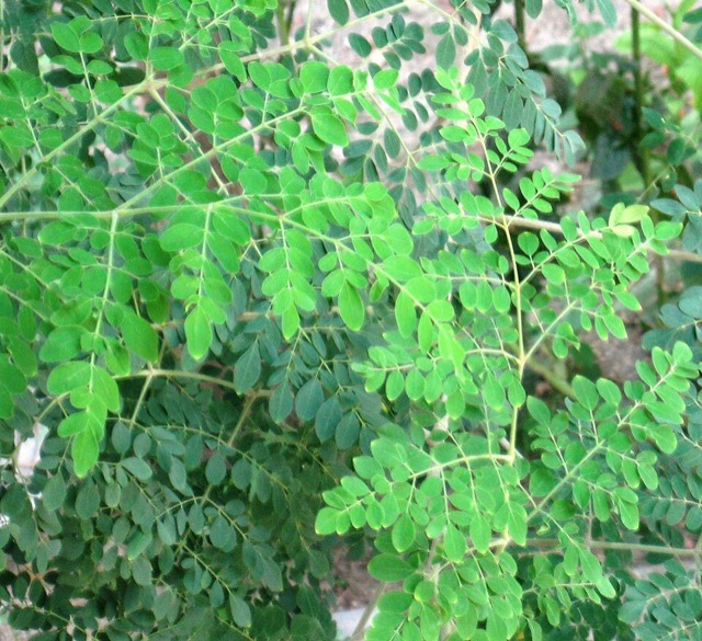 Fresh moringa leaves
