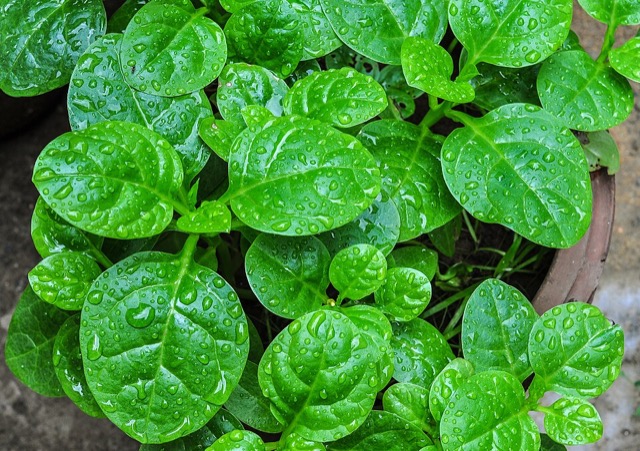 Malabar spinach leaves