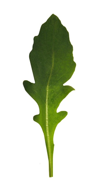 Rocket leaves growing