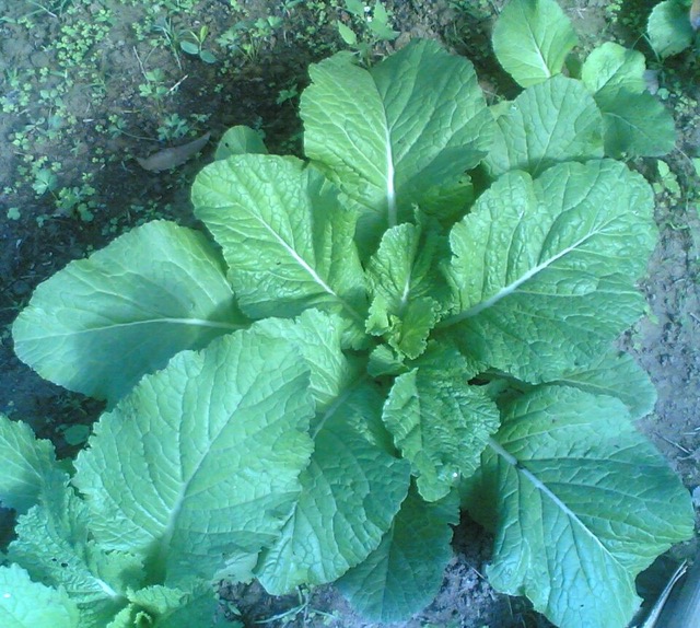 Mustard greens